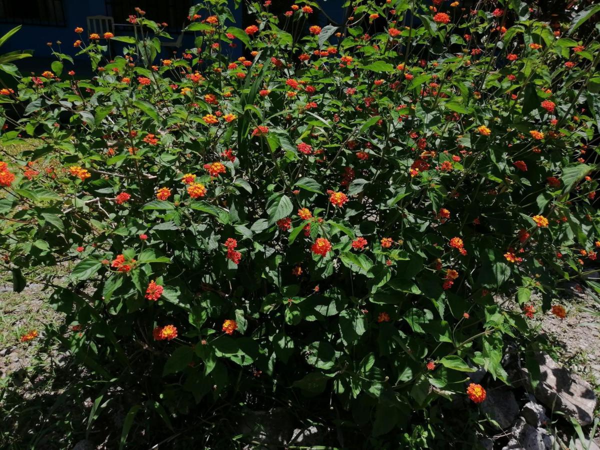 Magic Flower Rooms Cahuita Exterior photo