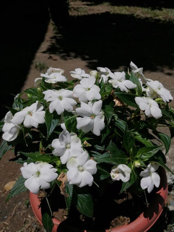 Magic Flower Rooms Cahuita Exterior photo